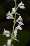 Racemed milkwort